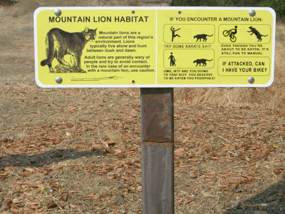 mopuntain lion