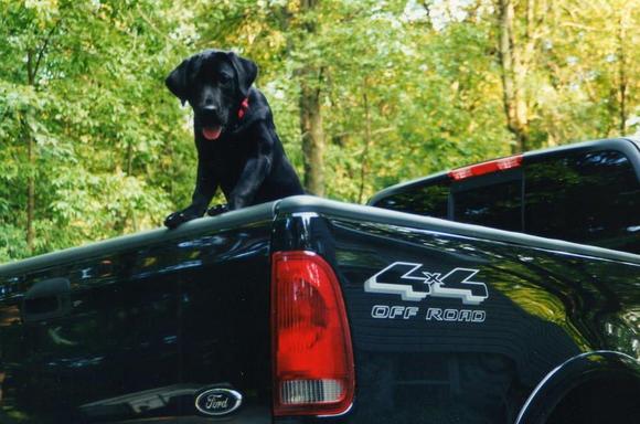 Black lab and black truck, a great combination