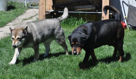 Archie &amp; Sage