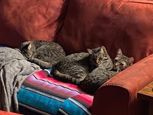 I just thought I was going to get to sit and relax on the couch after I got home from work last night.