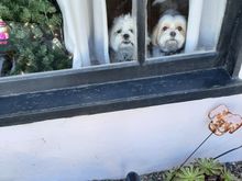They look like they are being held in prison. 