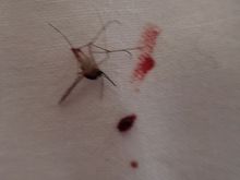 Japanese welcome mosquito