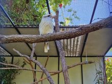 Laughing Kookaburra