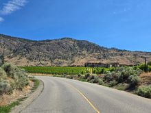 Vineyards against the desert background.