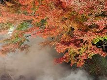 Tree illumination with mist.