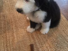 Otto is younger son’s new 8 week puppy
Old English Sheep dog
Otto is very sweet and really looks like a stuffed animal
