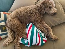 Poppy getting into the spirit of the season with her Christmas throw!