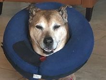 Cody feeling better but still wearing his balloon to keep him from licking the affected area. 