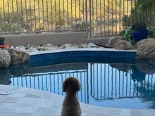 Earlier this evening, as Barbara Walters would say, Poppy was taking a little time to enjoy the view!