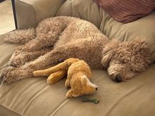 Poppy has been swimming a lot lately. It’s exhausting! 