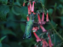 Garden visitors