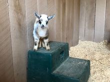 Baby Nigerian dwarf goat adopted by son and wife