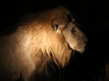 Male lion from game drive at Silvan
