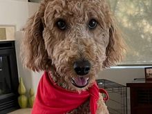 Poppy wonders why you didn’t quote the first sentence of corky’s post! 