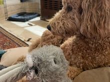 Poppy is in denial after performing an earectomy and lobotomy on [I]her[/I] bunny! 