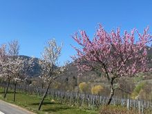 Almond blossoms