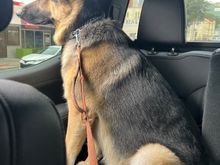 Gumbo is ready to go home