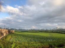 The Fields