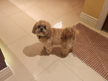 Brother's dog-in-law