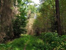 There were quite a few stretches of almost indistinct trail in the forest 
