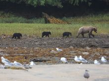 Mother grizzly with her three cubs