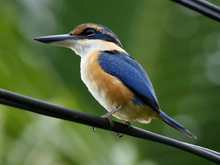 kingfisher