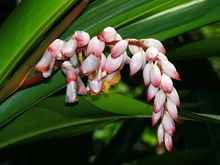 shell ginger lily
