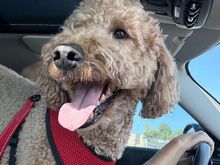 Everybody likes to go for a ride!