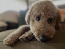 Poppy is unsure what a portfolio is, but she is pretty sure she wants this pic in it!