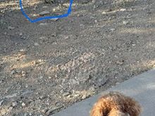 On our walk this morning, Poppy had a stare down with a bunny. 