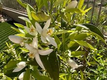 Orange blossoms. So fragrant!