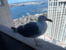 Grand Club visitor 