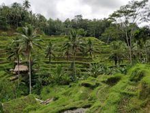 Terrace rice fields...