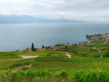 On the way from Lausanne to Bern the train track rises up through the vineyards before heading inland through a tunnel (at Puidoux)