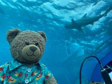 Cheddar with a shark overhead