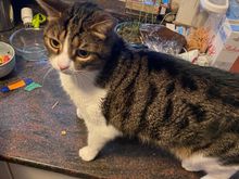 This is Benny. He is very good cat. 