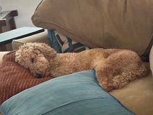 Poppy is finding the closing ceremonies quite relaxing. 