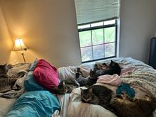 It’s tough being a cat at our house.