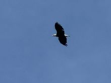 first of three bald eagle sightings