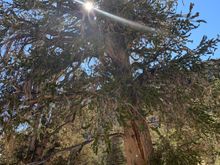 The straight tall trees aren’t as old as the short gnarled ones. Something about where they lie on the west facing slope. 