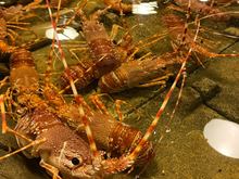 Live seafood