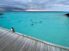 Stingrays near 100 section