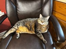 I had to fight her for the chair this morning 