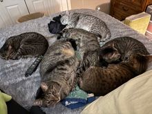 6 cat night at our house