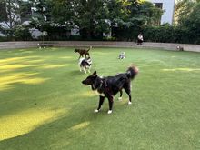 Truffle is visiting Brooklyn Heights