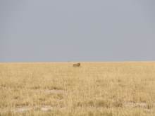 You can just the horn of the blue wildebeest barely sticking out of the grass