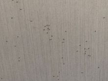 Ant infestation 