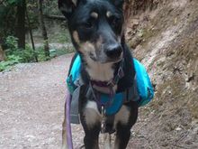 Kia on a hike