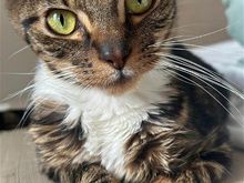 This is Knox. He's in our home as a medical rescue, a 13 week old kitten with serious digestive issues. We think he is on his way to recovery and hopefully will gain enough weight to go to a loving home.  