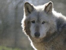 The reason I've visited so many times - Nuka the wolf!